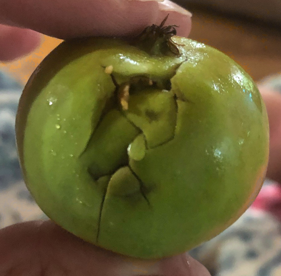 Hail damage to an apple.